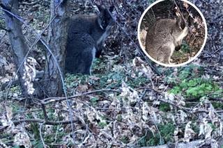 Malutki kangur skakał po ulicy. „Egzotyczny turysta zwiedzał okolicę”