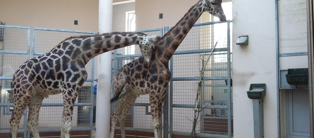 Nowości w krakowskim zoo! [ZDJĘCIA, WIDEO, AUDIO]