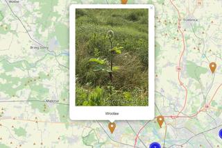  Barszcz Sosnowskiego we wrocławskich parkach. Mieszkańcy alarmują