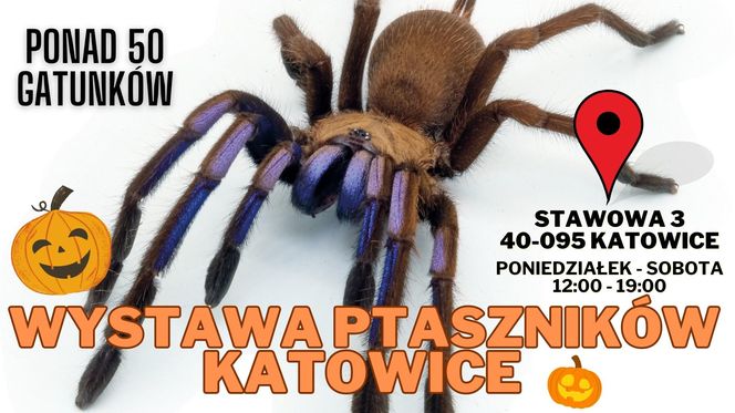 Wystawa Ptaszników - październik 2024