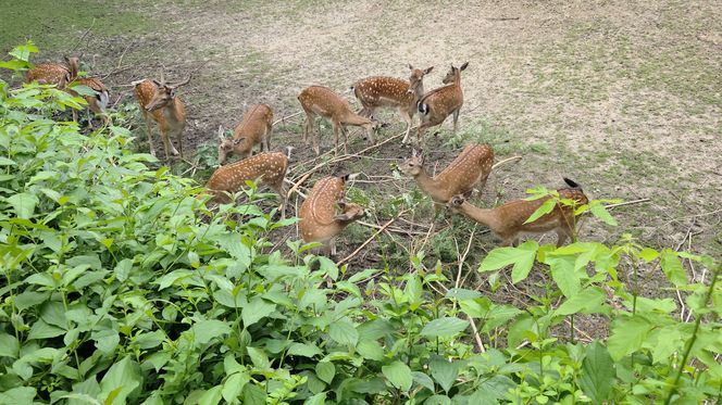 Pokazowe karmienie w myślęcińskim zoo to prawdziwy hit! Sprawdziliśmy to na miejscu