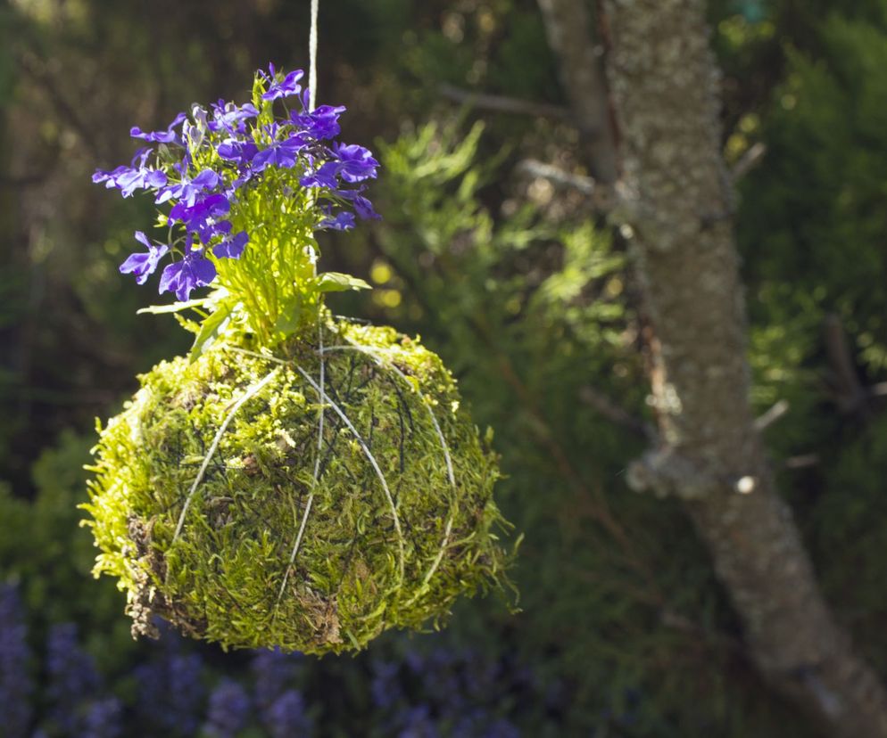 Kokedama