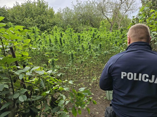 Prawie 40 kilogramów narkotyków i dwie duże plantacje. Dwaj zatrzymani w Starachowicach i gminie Brody