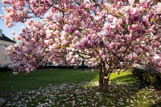 Poparzenie liści magnolii promieniami słonecznymi [Porada eksperta]