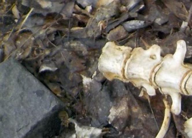 Ludzkie szczątki przy spalarni odpadów? Strażnicy miejscy dokonali makabrycznego odkrycia