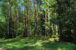 Augustów i Puszcza Augustowska