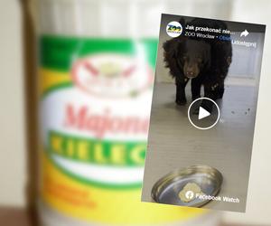 Niedźwiedzie z ZOO Wrocław kochają Majonez Kielecki! Opiekunowie maskują nim tabletki [WIDEO]
