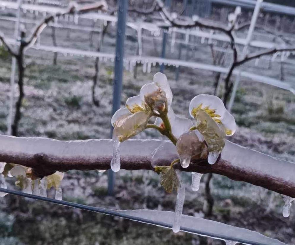 Ogromne straty rolników i sadowników. Kwietniowe mrozy zniszczyły całe plantacje. „To był kataklizm”