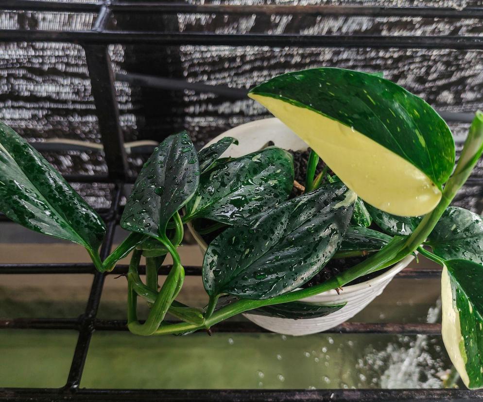 Monstera standleyana ‘Variegata' 