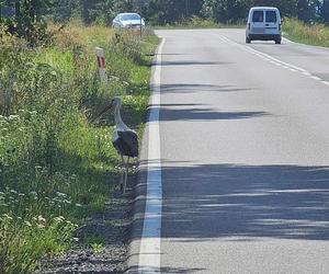 Bociany nietypowe zagrożenie na drodze.