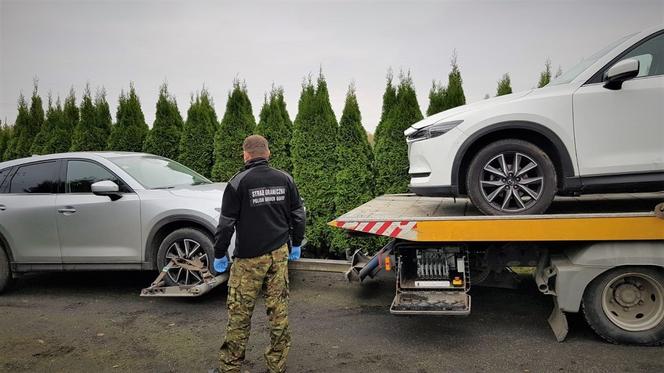 Skradzione Mazdy i części samochodowe odnalezione w dziupli