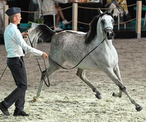 Porażka Pride of Poland 2024? Zyski są zdecydowanie niższe niż rok temu