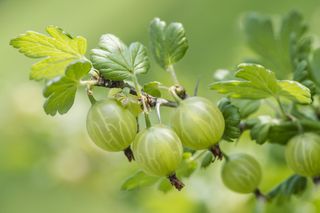 Agrest: choroby i szkodniki agrestu