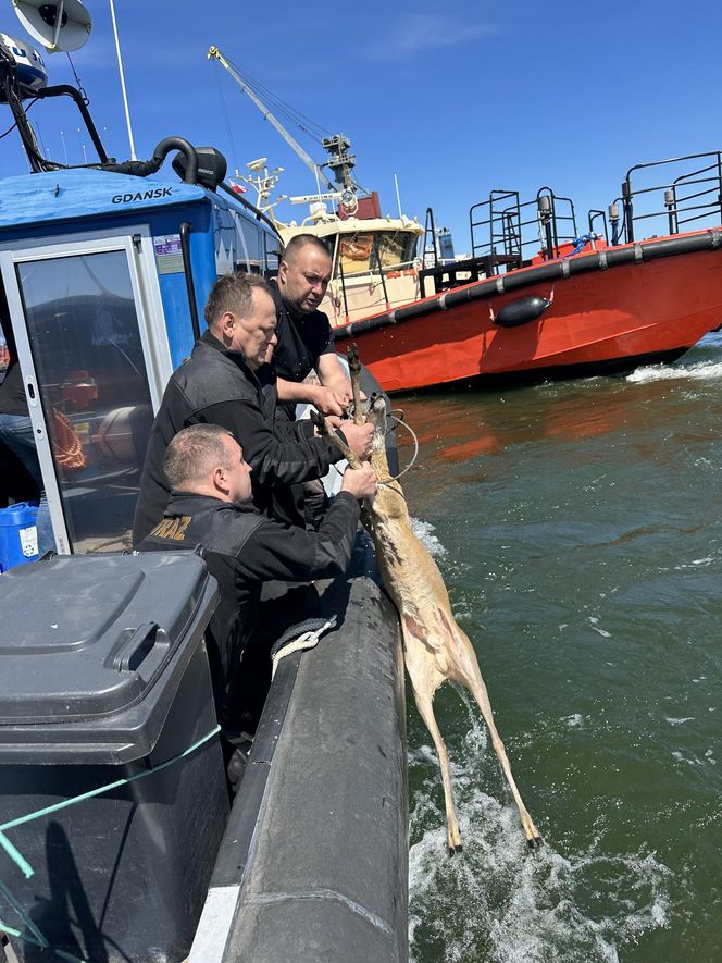 Młody jelonek wpadł do kanału portowego w Gdańsku. Uratowała go załoga Pioruna