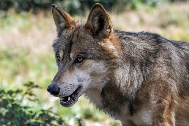 Karkonosze ponownie stają się domem wilków. Dobre informacje z Karkonoskiego Parku Narodowego