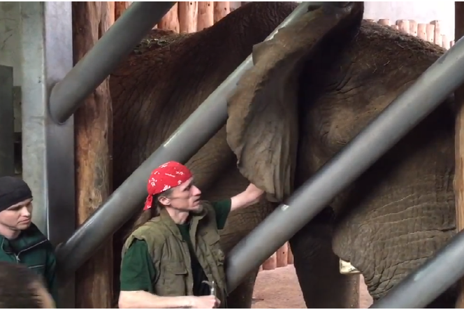 Karmienie słoni - bezpieczne czy groźne?