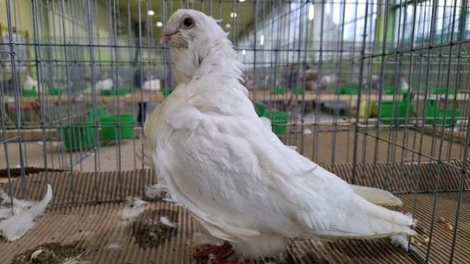 Kalisz. Rasowe gołębie, drób i króliki można podziwiać w hali OSRiR