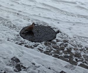 Leszno wygląda bajkowo! Na walentynki sypnęło śniegiem