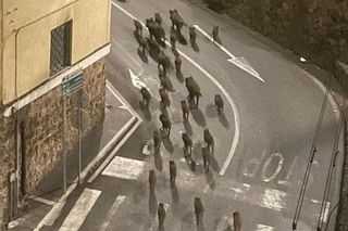 Dziki przejęły włoskie miasteczko! Mieszkańcy uciekają