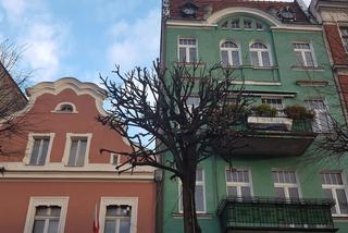Drzewa na Rynku w Lesznie pod fachową opieką