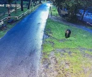 Szok! Niedźwiedź wdarł się do zoo i atakował zwierzęta. Wideo w sieci