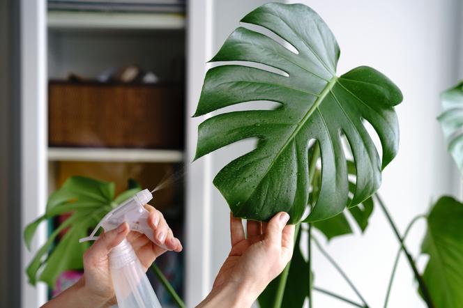 monstera
