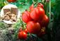 Domowy nawóz do pomidorów - zdrowa i ekologiczna alternatywa!