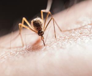Domowe sposoby na pozbycie się komarów. Wypróbuj te metody!