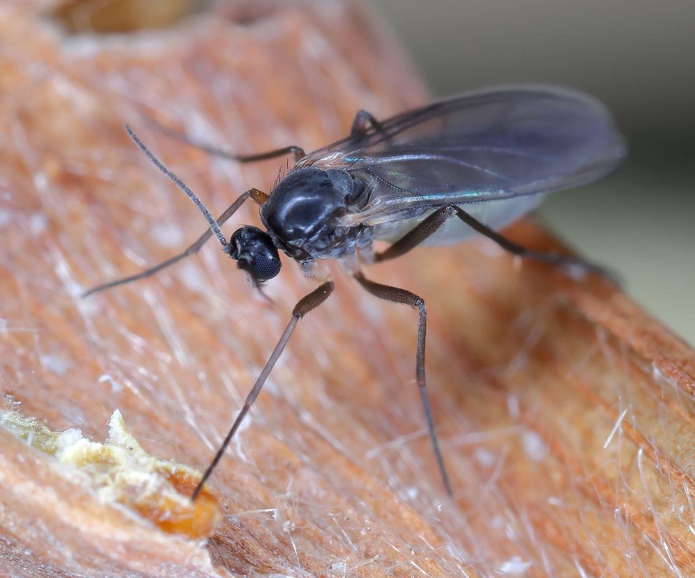 Ziemiórki w kwiatach doniczkowych: jak się ich pozbyć?
