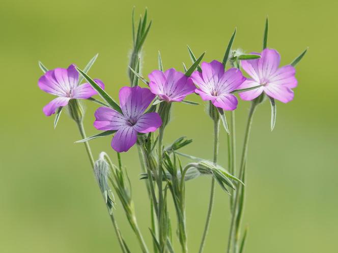 Kąkol polny (Agrostemma githago)