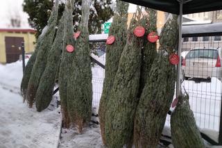 Duże zainteresowanie choinkami za oddanie krwi. 100 sztuk poszło w kilka godzin! 