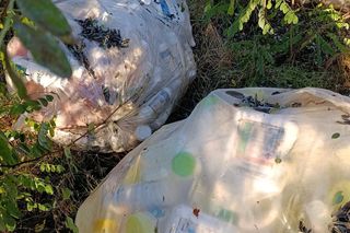 Trucizna ukryta w lesie. Leśnicy wściekli po odkryciu makabrycznego znaleziska