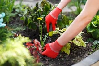 Prace w ogródku mogą być przyczyną poważnej choroby płuc. Kto jest najbardziej narażony?