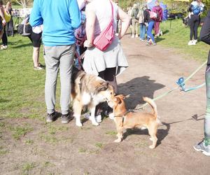 Dogtrekking w Poznaniu