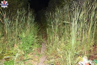 Akcja ratunkowa na stawie w pow. zamojskim