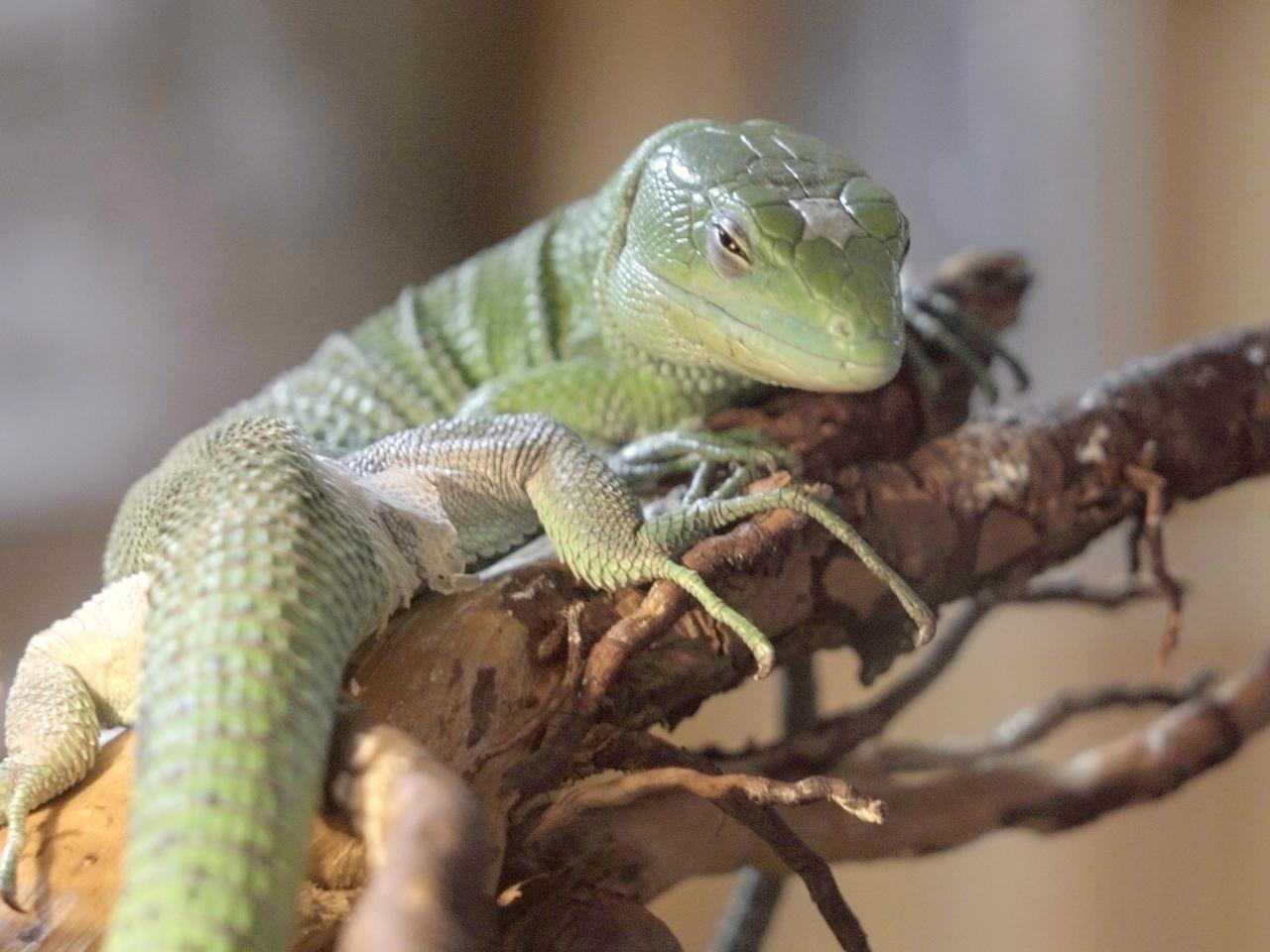 Miniaturowy smok urodził się we wrocławskim ZOO. Zobacz, jaki jest uroczy! [ZDJĘCIA]