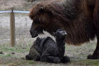 W poznańskim zoo urodził się mały wielbłąd.