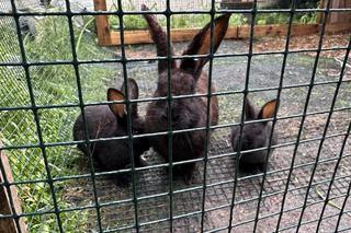 Egzotyczne zwierzęta w Gdańsku 