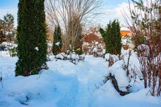 Co zagraża zimą roślinom w ogrodzie?