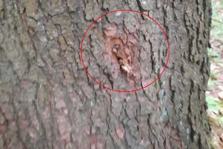 Nadleśniczy z Bieszczad: ekoterroryści powbijali gwoździe w drzewa. To śmiertelne zagrożenie