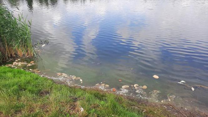 Tysiące śniętych ryb na jeziorze Jelonek