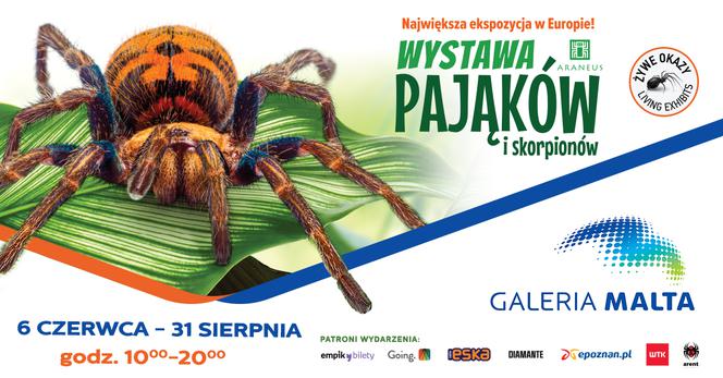 Wystawa pająków Poznań 