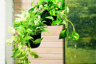 3 rośliny nie do zabicia. Zdjęcia