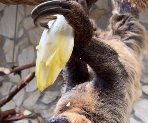 Leniwiec z ZOO Wrocław