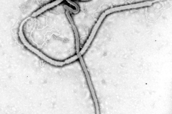 Wirus Ebola