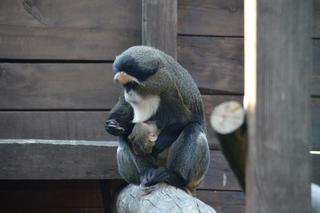 Nowa małpka w zoo w Wojciechowie 