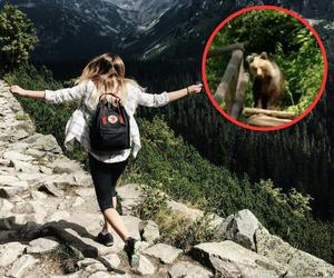 Turysta spotkał niedźwiedzia na Nosalowej Przełęczy w Tatrach. Jak zachować się w takiej sytuacji?
