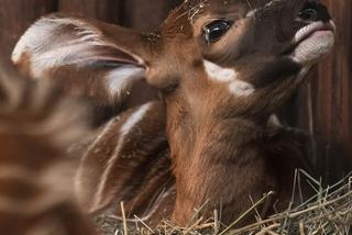 Cud narodzin w Warszawskim ZOO. Na świat przyszła piękna Bogini