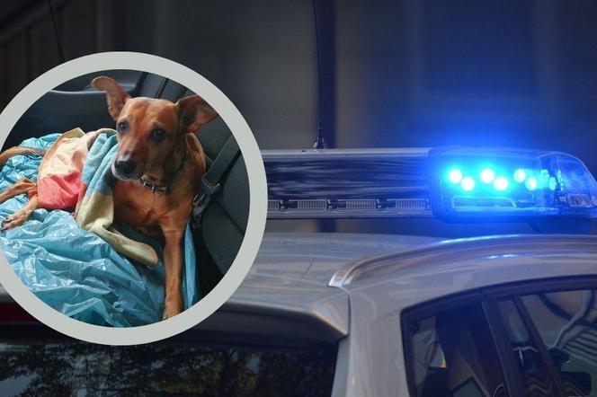 Właściciel nie leczył ciężko chorego psa. Interweniowali policjanci, ale było już za późno... 