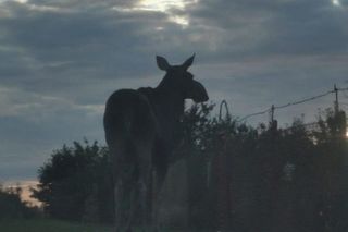 Nietypowy gość wystraszył działkowiczów! Musiała przyjechać policja